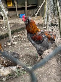 Gallo araucana