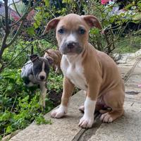 Cuccioli Amstaff Blue fawn