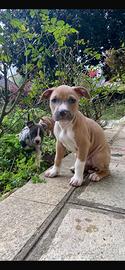 Cuccioli Amstaff Blue fawn