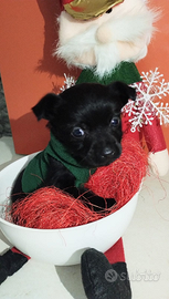 Chihuahua Toy da borsetta