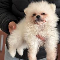 Cani spriz di pomerania