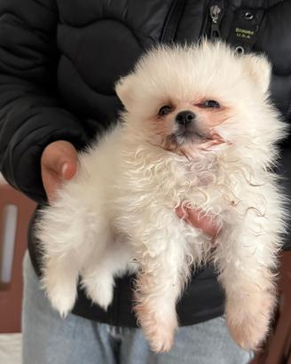 Cani spriz di pomerania