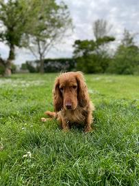 Cocker spaniel femmina 8 anni