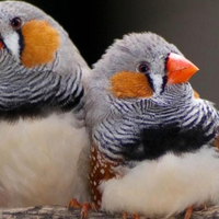 Diamantini mandarino