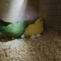 Parrocchetti dal collare