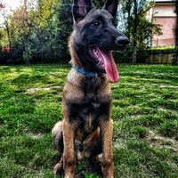Maschio Belga Malinois puro per accoppiamento