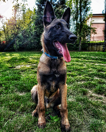 Maschio Belga Malinois puro per accoppiamento