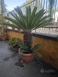 Pianta Cycas Revoluta in Vaso