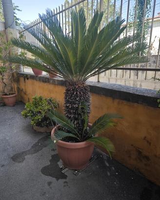Pianta Cycas Revoluta in Vaso