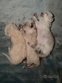 Cuccioli gatti persiani color point