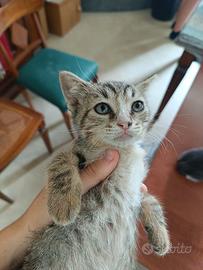 Gatta cucciola 2 mesi