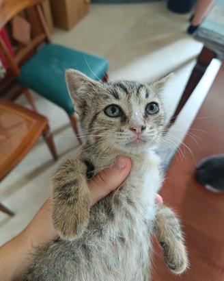 Gatta cucciola 2 mesi