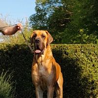 Alani Fulvi e Tigrati