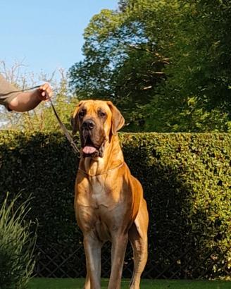 Alani Fulvi e Tigrati