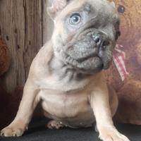 Bulldog francese esotic