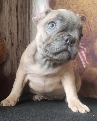 Bulldog francese esotic