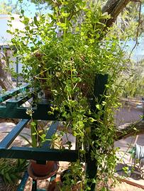 piante