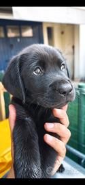 Disponibili da subito Labrador retriever neri