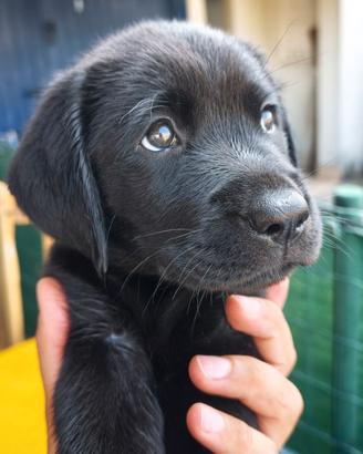 Cuccioli di Labrador retriever neri