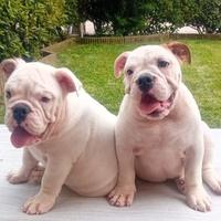 Ultimi due cuccioli di Bulldog inglese