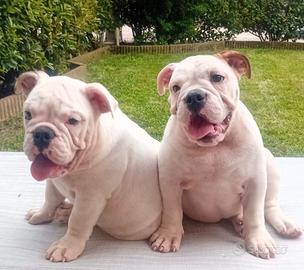 Ultimi due cuccioli di Bulldog inglese