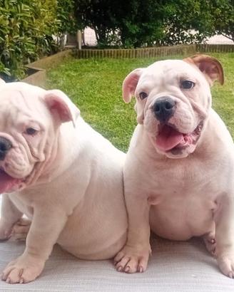 Ultimi due cuccioli di Bulldog inglese