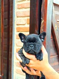 Cuccioli bouledogue francese
