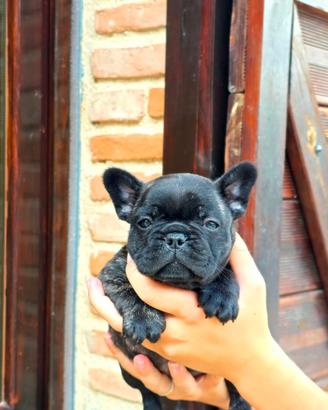 Cuccioli bouledogue francese