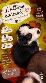 Cucciolo di Pastore Australiano