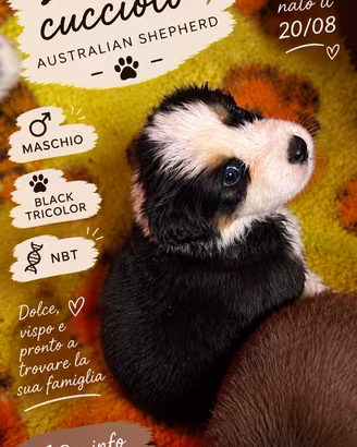 Cucciolo di Pastore Australiano