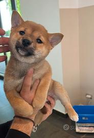 Shiba Inu stupendi