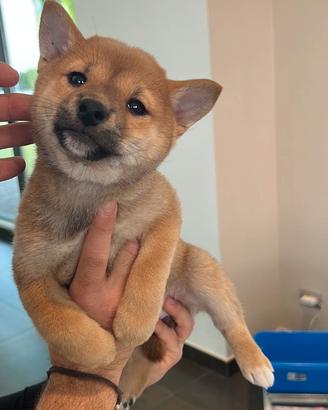 Shiba Inu stupendi