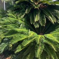 Pianta Cycas da giardino 