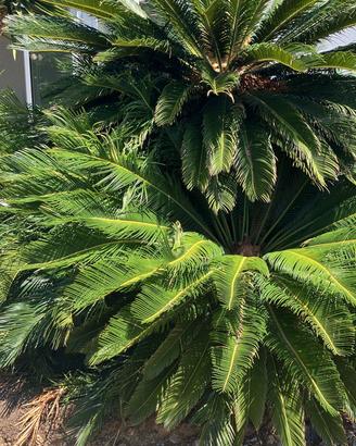Pianta Cycas da giardino 