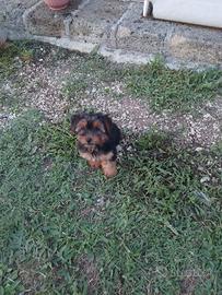 cuccioli Yorkshire 