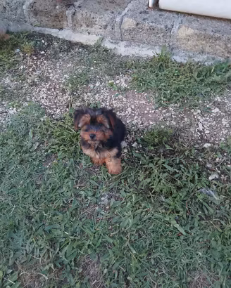 cuccioli Yorkshire 