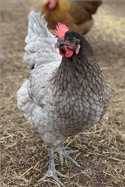 Australorp blu sussex columbia