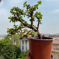 Pianta Portulacaria afra, succulent bonsai