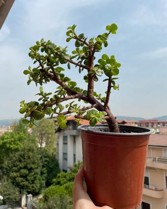 Pianta Portulacaria afra, succulent bonsai