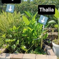 Piante acquatiche da laghetto