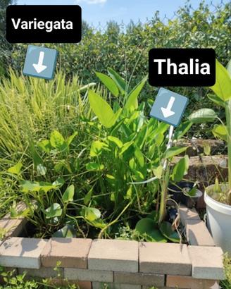 Piante acquatiche da laghetto