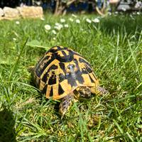 Testudo hermanni hermanni