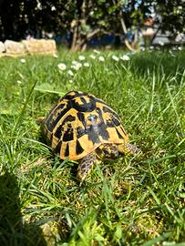 Testudo hermanni hermanni