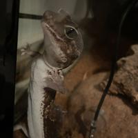 Geco Africano dalla coda grassa (AFT)