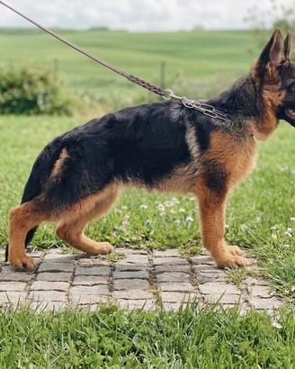 Cucciola di pastore tedesco