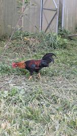 Galli livornese