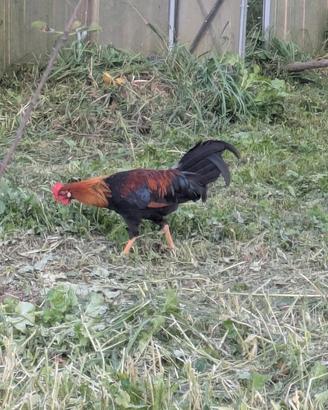 Galli livornese