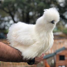 Polli razze ornamentali