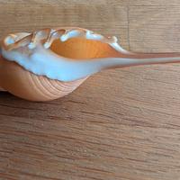 splendida conchiglia