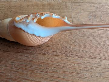 splendida conchiglia